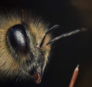 نقاشی حیوانات با مداد رنگی، زنبور؛ هنرمند Paul Miller