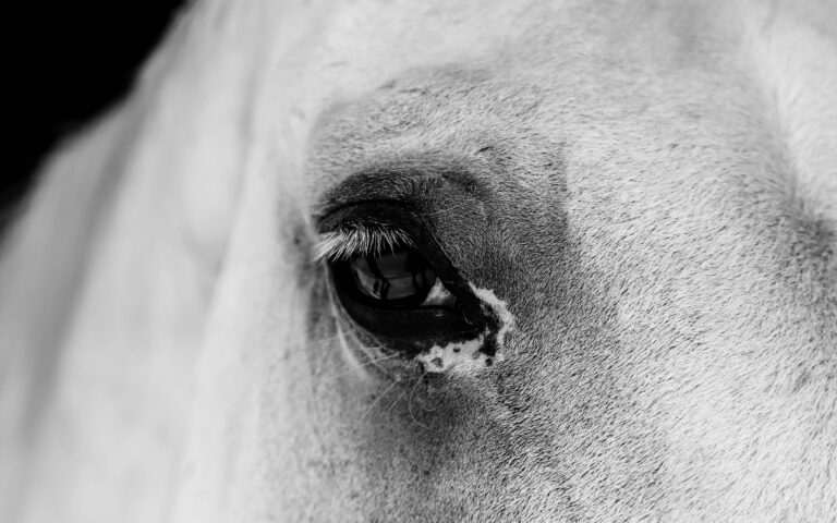 چشم اسب