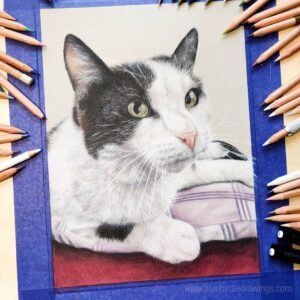 نقاشی گربه سفید و سیاه با استفاده از مداد رنگی