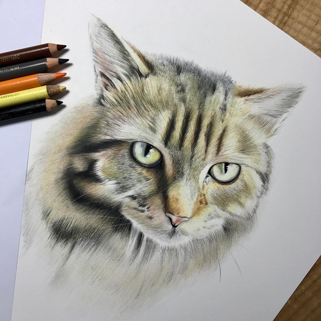 نقاشی صورت گربه با مداد رنگی